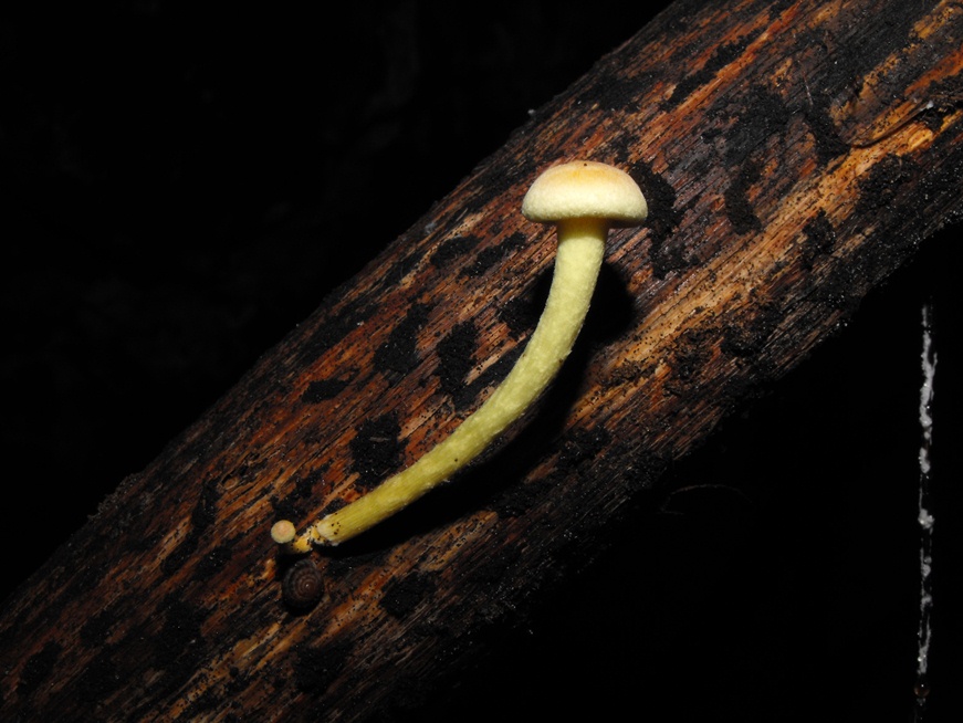 Miniera di Gambatesa 45